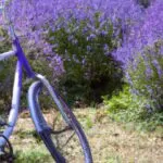 Cicloturismo-internacional